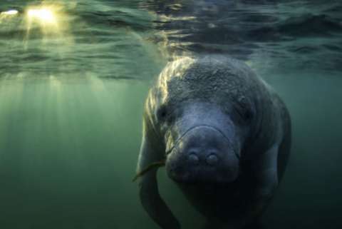 A friendly manatee approaches the camera, the sun's rays pierce the water's surface
