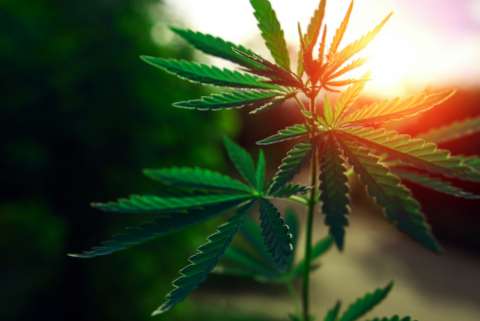 a cannabis plant with the setting sun behind it