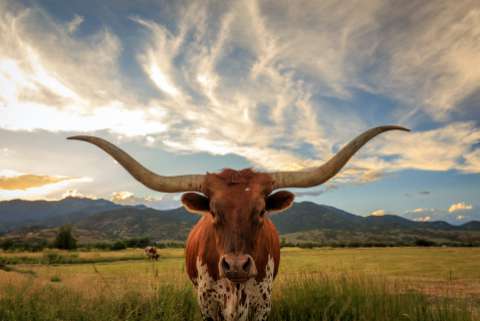 A longhorn steer in a field, with mountains and clouds in the distance