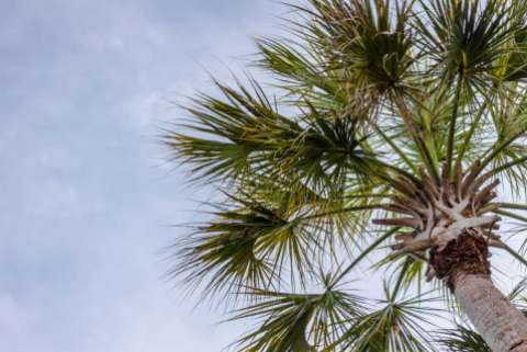 A South Carolina palmetto tree