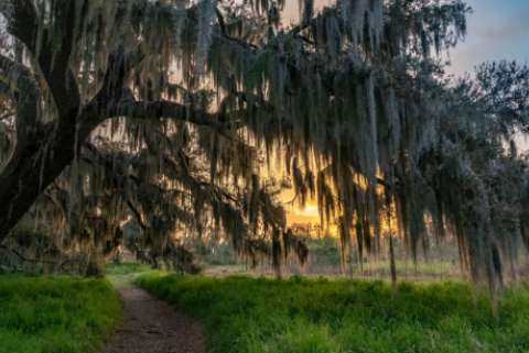 Sunrise Through A Mossy Tree in Florida