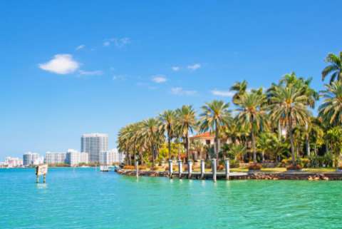 Palm trees alongside Biscayne Bay in Miami, Florida