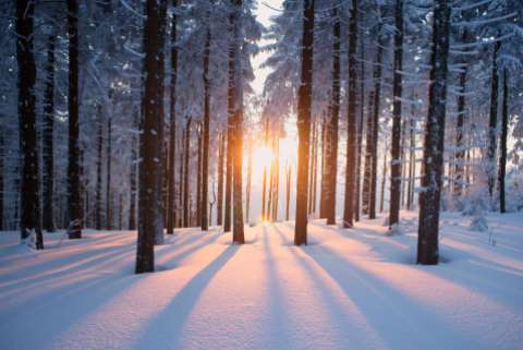 A sunrise shines through a snowy woods