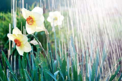 Watering white yellow daffodils, spring sunshine and waterdrops