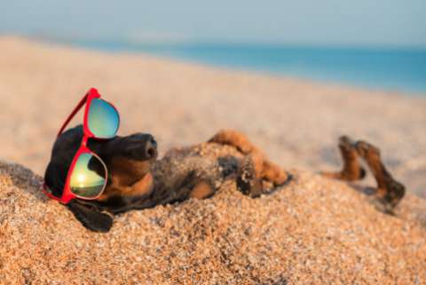 dachshund buried in the sand at the beach wearing red sunglasses