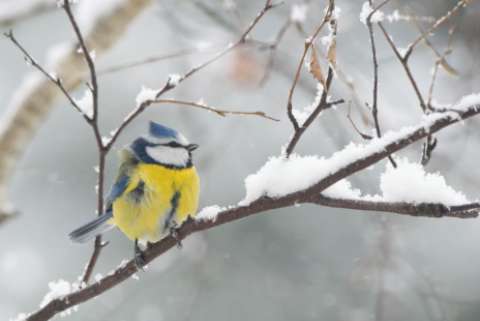 Winter scenery with blue tit bird sitting on a snowy branch
