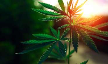a cannabis plant with the setting sun behind it