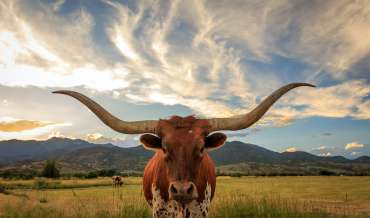 A longhorn steer in a field, with mountains and clouds in the distance