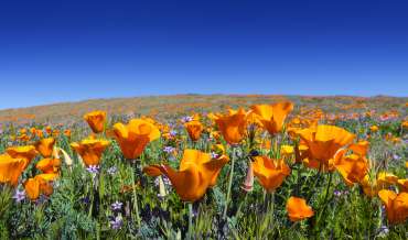 A field of California poppies