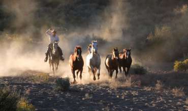 A cowboy prepares to rope some horses