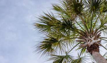 A South Carolina palmetto tree