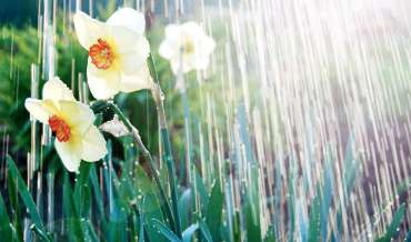 Watering white yellow daffodils, spring sunshine and waterdrops