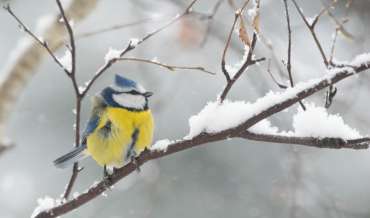 Winter scenery with blue tit bird sitting on a snowy branch